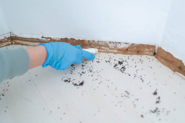 Best Affordable Pest Control Services  in Pikeville, TN